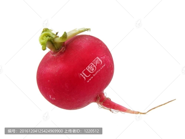 蘿卜