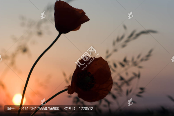 花