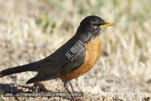 北美知更鳥