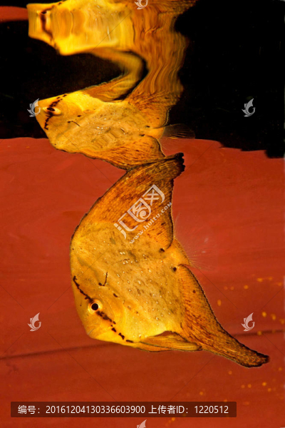 熱帶魚(yú)