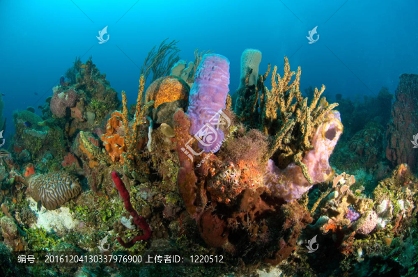 珊瑚礁