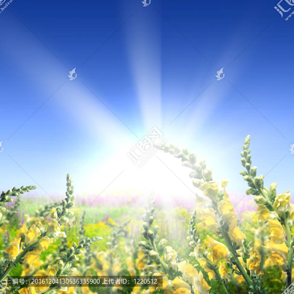 充滿鮮花的草地