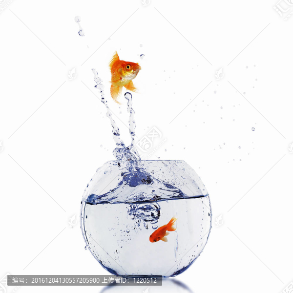 在一個(gè)魚(yú)缸里的金魚(yú)
