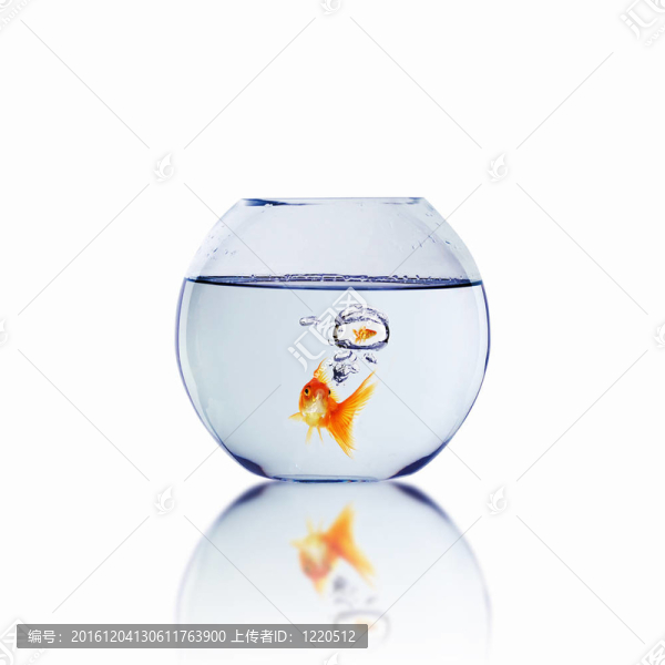 愛(ài)情中的金魚(yú)