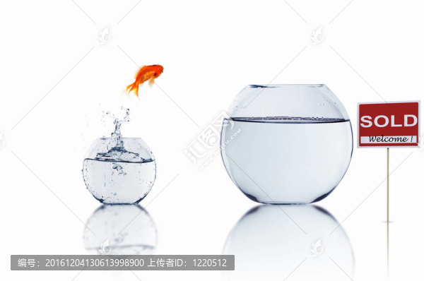 在一個(gè)魚缸里的金魚
