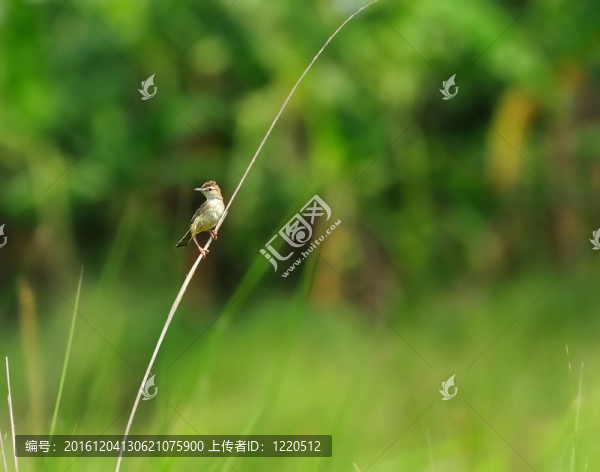 一只小鳥；Zitting,Cisticola；草葉片；棲息；風