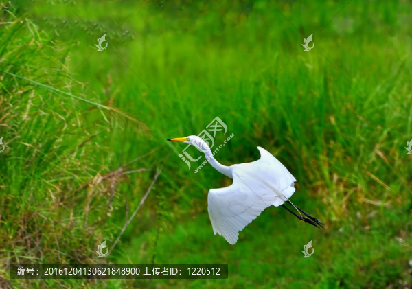 白鷺在飛