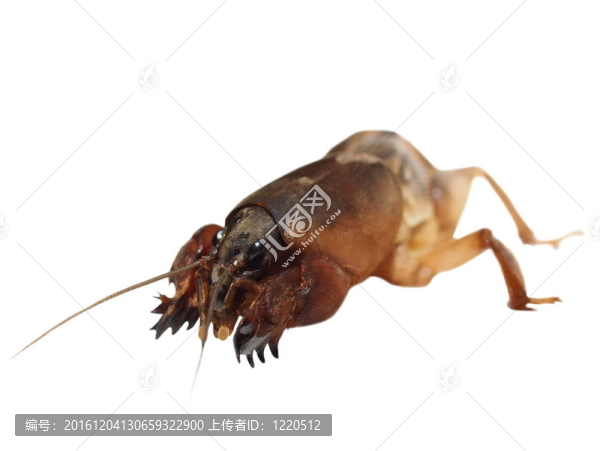 白色的痣蟋蟀