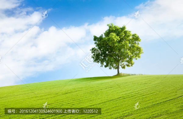 美麗的風(fēng)景中的孤獨的樹