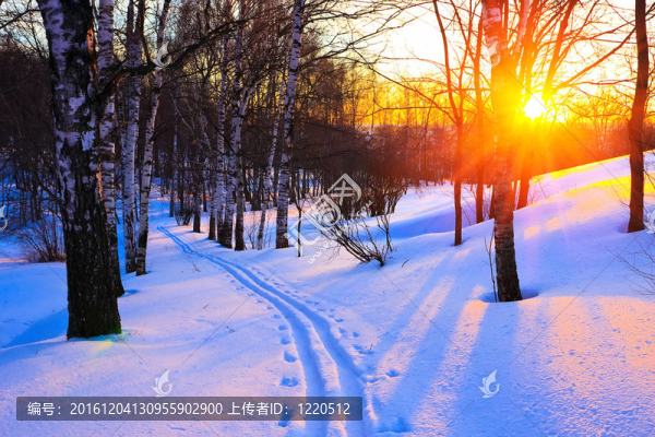 在冬季森林中的紅色夕陽(yáng)