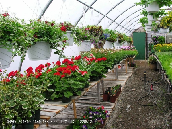 greenhouse2