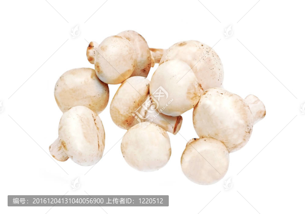 真正的蘑菇