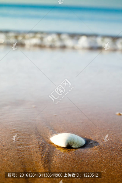 殼在海灘上