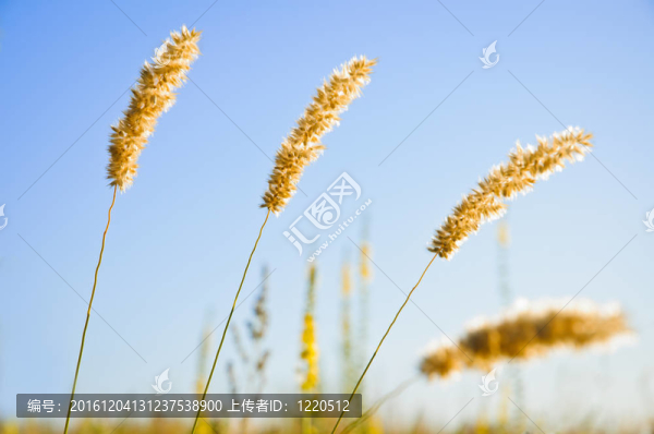 對(duì)著早晨天空背景的雜草耳朵
