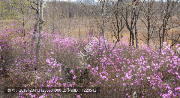 寬葉杜對照山俄羅斯海岸邊