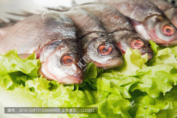 淡水魚(yú)