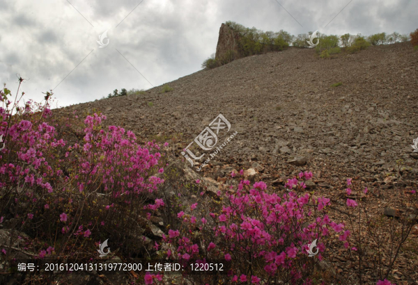 寬葉杜對照山俄羅斯海岸邊