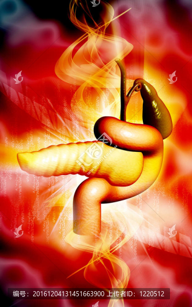 胰腺
