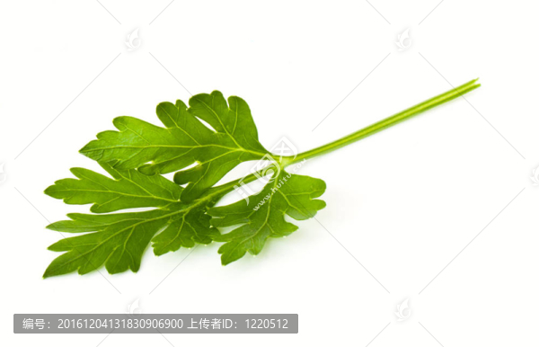 葉歐芹