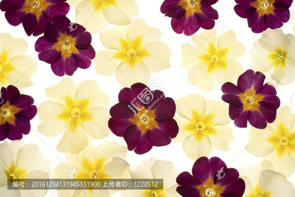報(bào)春花