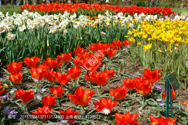 Keukenhof園林花壇