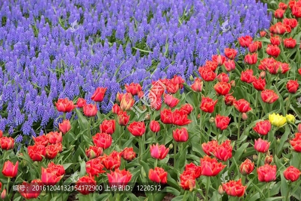 Keukenhof園林花壇