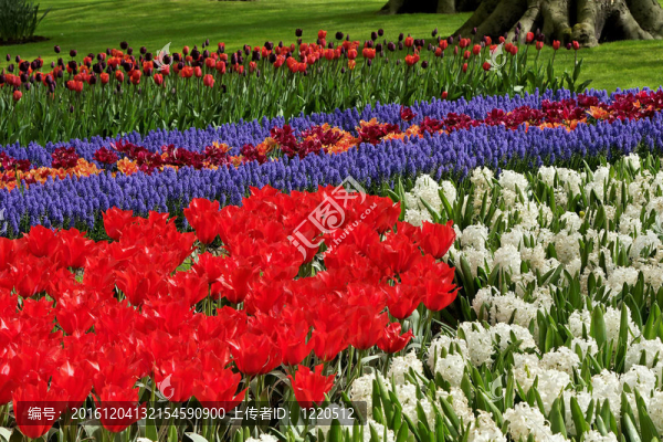 Keukenhof園林花壇