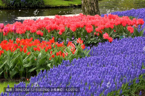 Keukenhof園林花壇