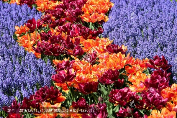 Keukenhof園林花壇