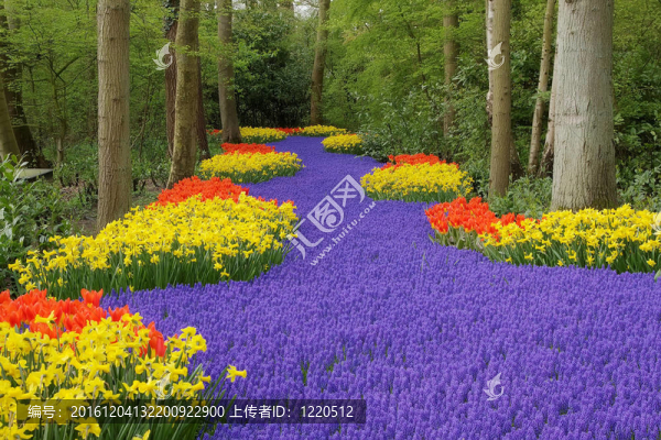 Keukenhof園林花壇