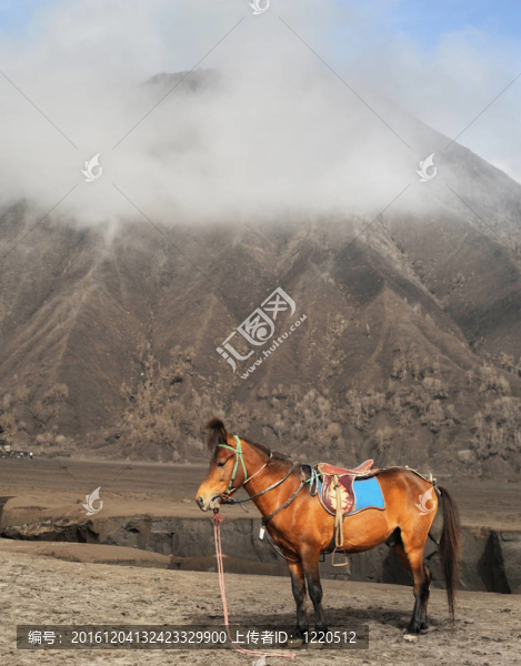 山附近的馬