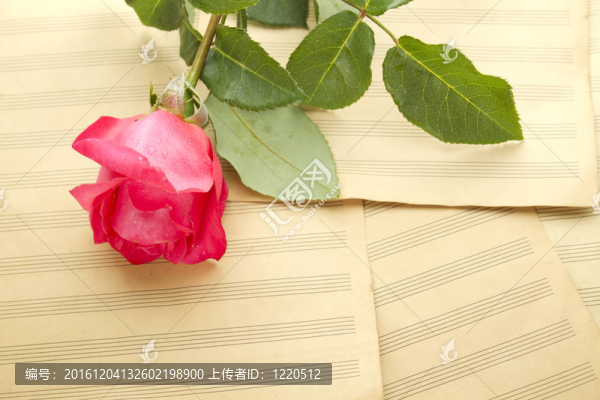 音樂床單和一朵紅玫瑰