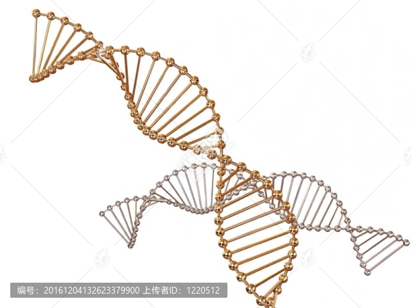 基因在DNA