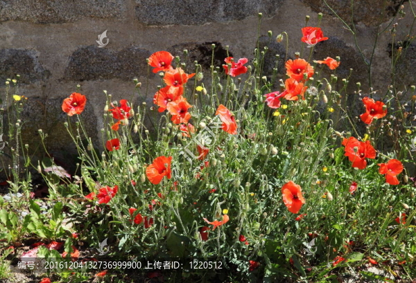 法蘭德斯罌粟紅