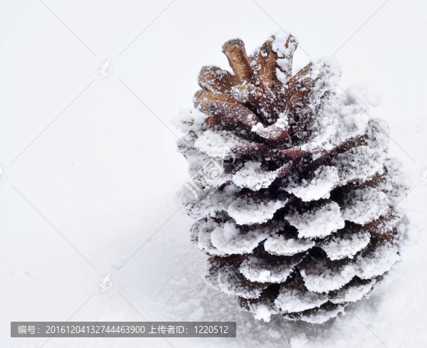 雪上的松果