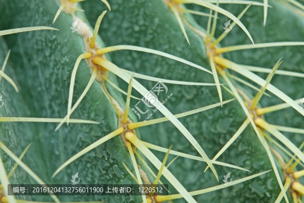 摘要仙人掌植物