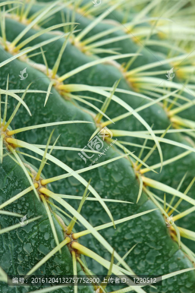 摘要仙人掌植物