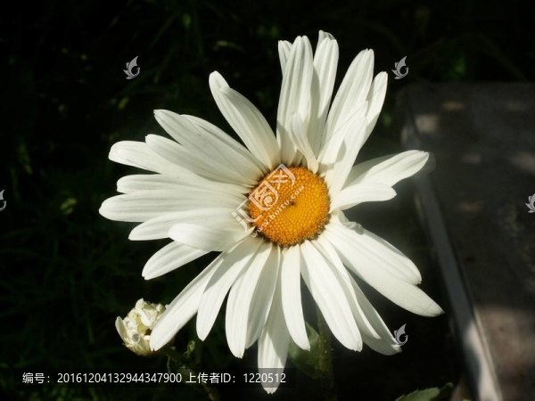 甘菊