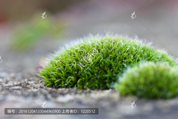 苔蘚的宏觀細(xì)節(jié)
