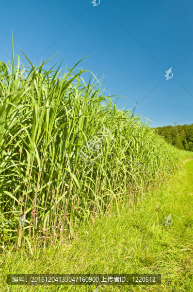 開(kāi)關(guān)草-匯圖網(wǎng) www.fosd68.com 開(kāi)關(guān)草