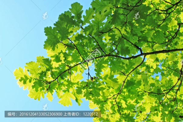 綠色樹葉和藍色的天空