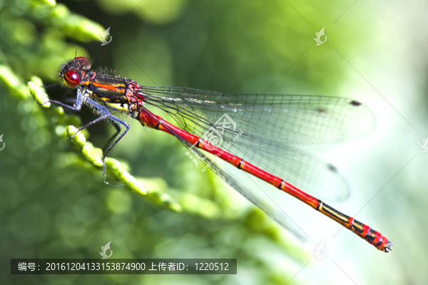 紅蜻蜓閉上（大紅細(xì)蟌）