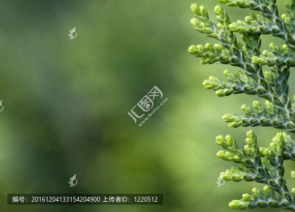 Thuja的背景