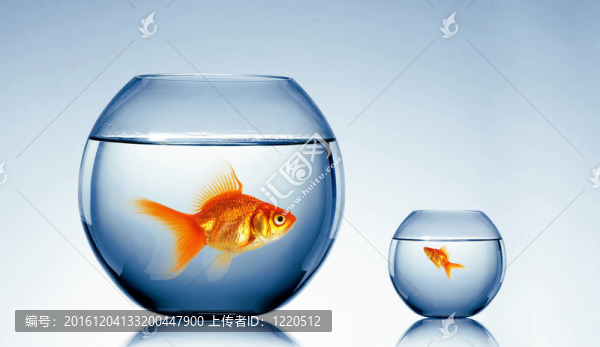 在一個魚缸里的金魚