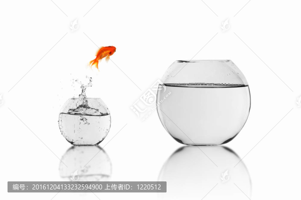 在一個(gè)魚(yú)缸里的金魚(yú)