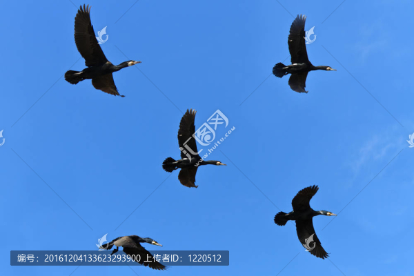 鸕鶿（Phalacrocorax,carbo）
