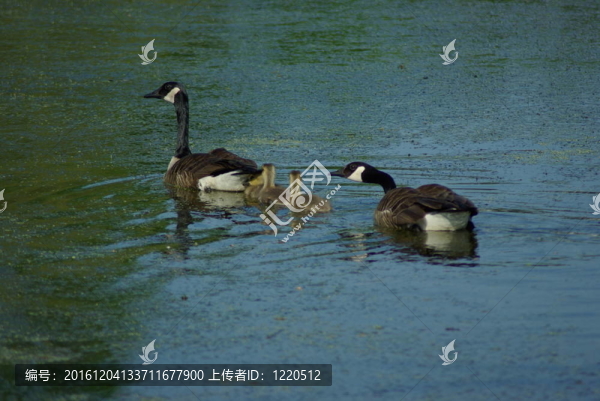 加拿大家庭