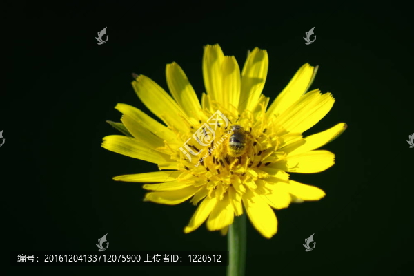 花粉