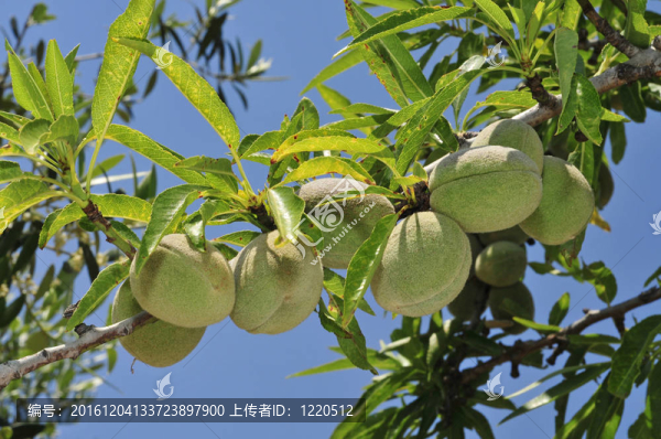 杏仁樹(shù)