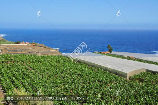 特內(nèi)里費(fèi)香蕉園；浙江省；浙江省；山東?。患幽抢簫u市；山東??；西班牙